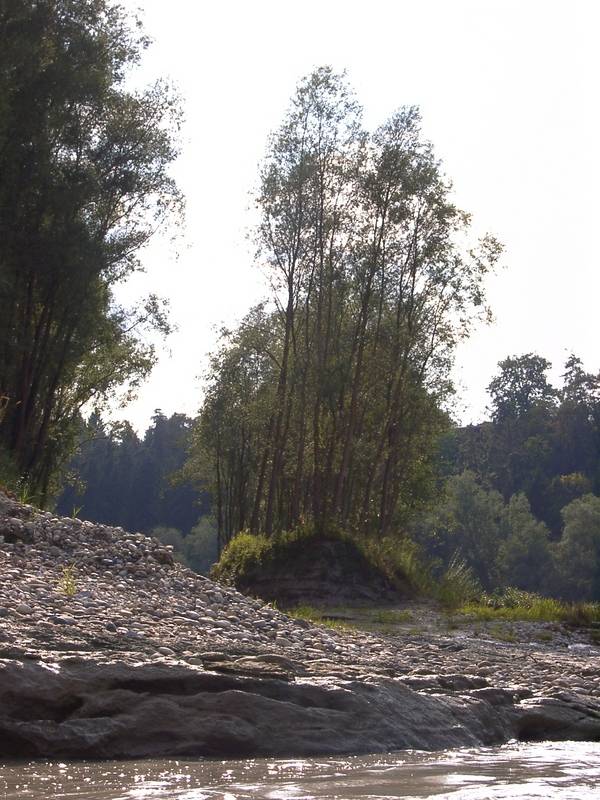 von der Flut abgetrennte Bauminsel