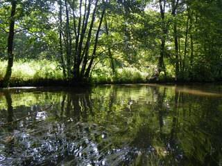 Baumsilhouetten